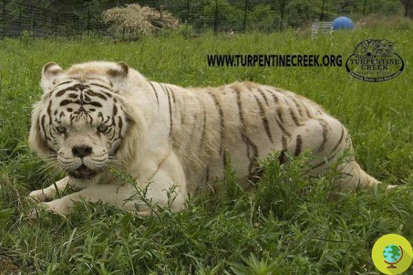 Kenny, le tigre blanc difforme né du métissage forcé de parents de sang