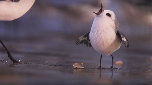 Piper, the new Pixar short that teaches us how to face fears (VIDEO)
