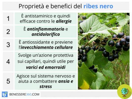 Mother tincture and glycerine macerate of Ribes nigrum: benefits and uses