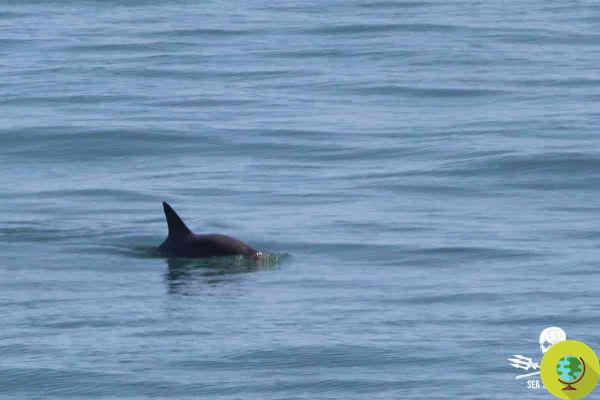 Vaquita: we can still save the last 10 specimens in the world, the study