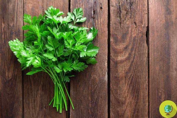 Aromatic herbs to plant at the end of the month to have them available already in spring