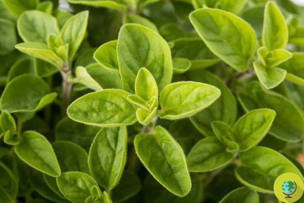 Aromatic herbs to plant at the end of the month to have them available already in spring