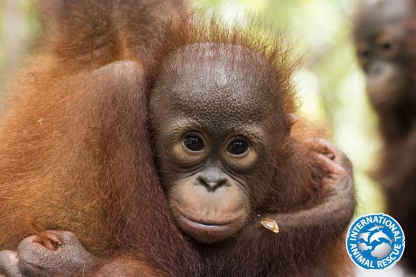 L'asile des petits orangs-outans orphelins à cause de la déforestation à Bornéo (VIDEO)