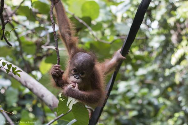 El asilo de pequeños orangutanes huérfanos por la deforestación en Borneo (VIDEO)