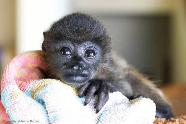 El asilo de pequeños orangutanes huérfanos por la deforestación en Borneo (VIDEO)