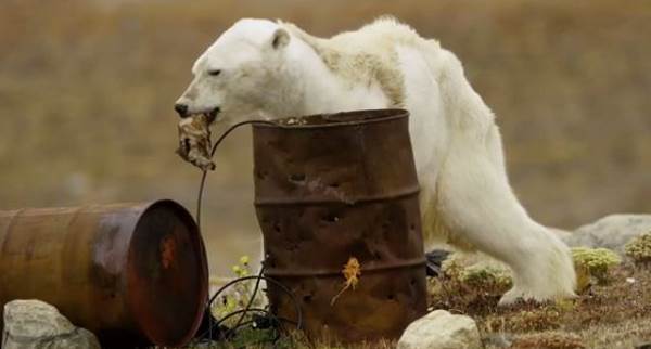 Un (otro) oso polar desnutrido y sufriendo