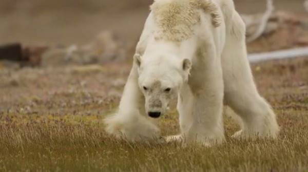 Un (otro) oso polar desnutrido y sufriendo