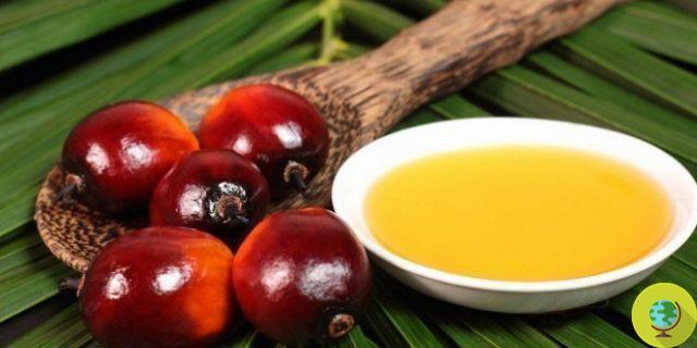 El aceite de palma es malo para la salud. La CSS de Bélgica desaconseja su consumo