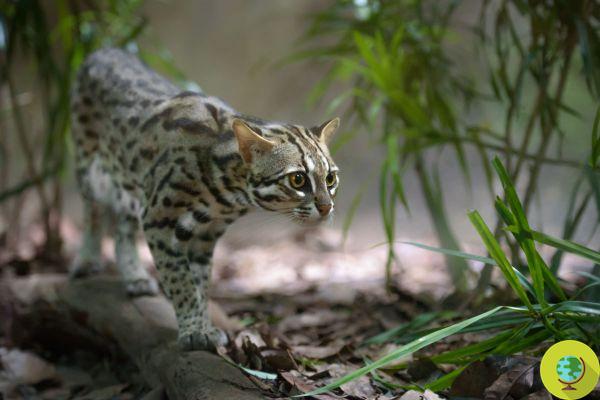 Horror in Bangladesh: they celebrate the killing of a leopard cat at risk of extinction