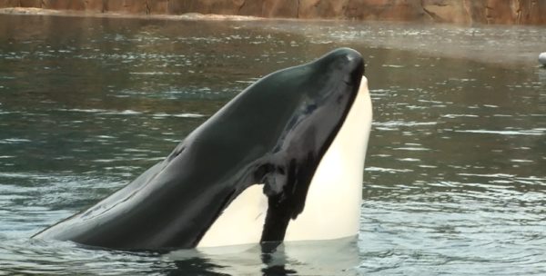 Tilikum, la orca Blackfish en peligro de muerte en SeaWorld