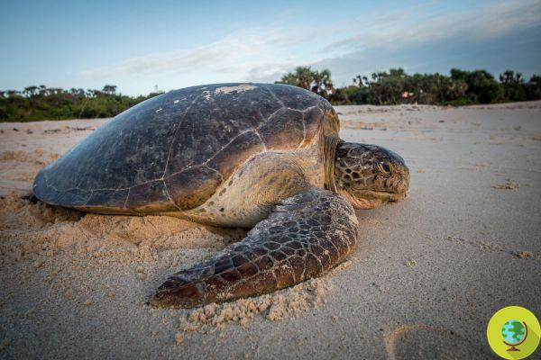 Muertes por envenenamiento de tortugas: siete víctimas en Tanzania