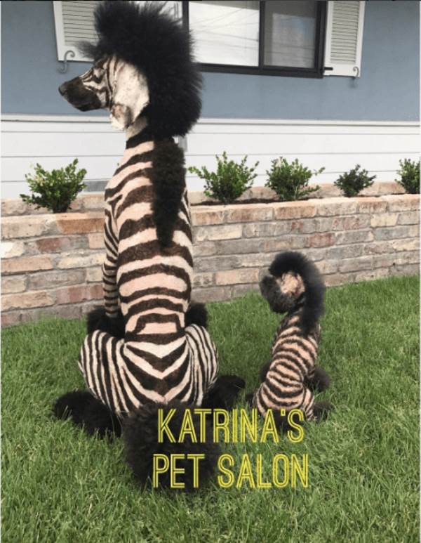 A moda absurda de transformar gatos e cachorros em zebras e leões, com esmalte e glitter