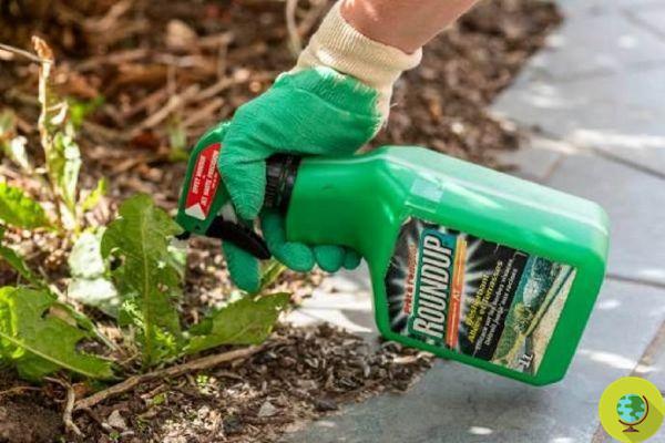 Bayer withdraws glyphosate products from US garden stores