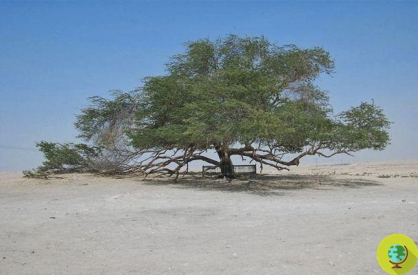A árvore da vida: um milagre vivo no deserto do Bahrein (FOTO)