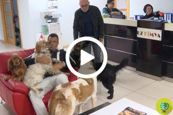 Perros y gatos en la oficina: este empresario acoge en su empresa a decenas de perros callejeros rescatados de la calle