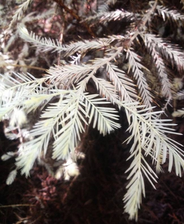 As misteriosas sequoias albinas que sobrevivem sem clorofila ajudando árvores próximas