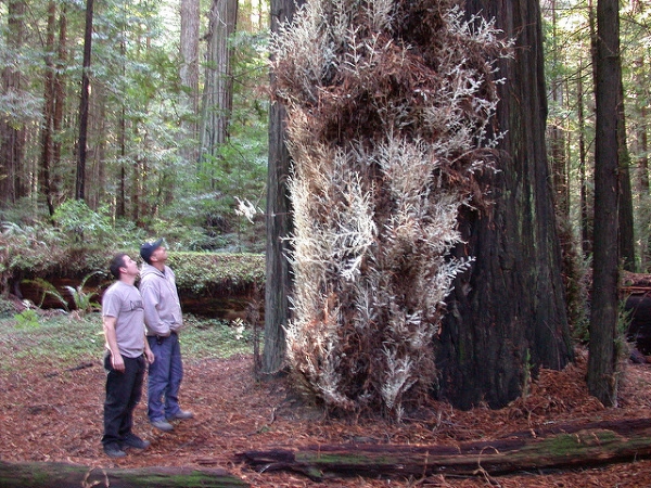 As misteriosas sequoias albinas que sobrevivem sem clorofila ajudando árvores próximas