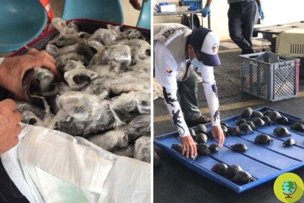Cerca de 200 tortugas gigantes bebés fueron encontradas envueltas en plástico y escondidas en una maleta en Galápagos