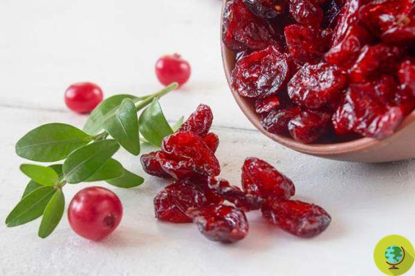 Cranberry: properties, uses and contraindications of the American cranberry