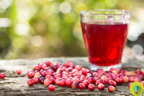 Cranberry: propiedades, usos y contraindicaciones del arándano americano