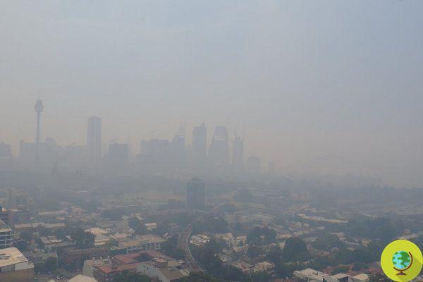 Sydney novamente envolta em fumaça e mais poluída do que nunca: valores 12 vezes acima do limite