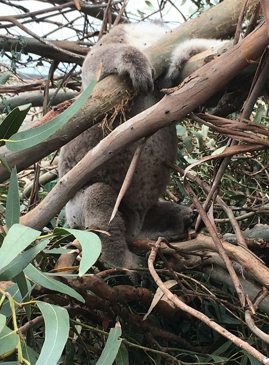 Massacre of koalas, slaughtered on their trees by loggers' bulldozers