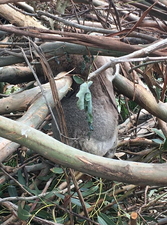 Massacre de coalas, abatidos em suas árvores por tratores de madeireiros