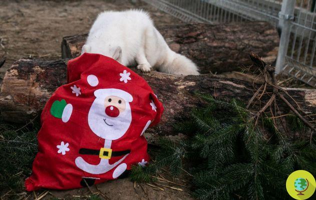 Volpe rescued from a breeding farm spends his first Christmas in the wild