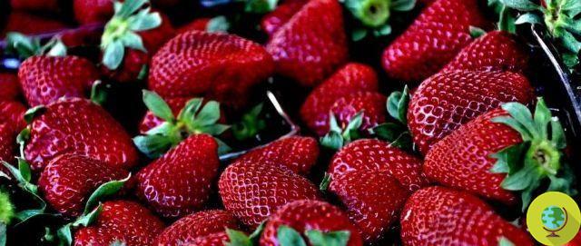 Strawberries: what a passion and what ... health!