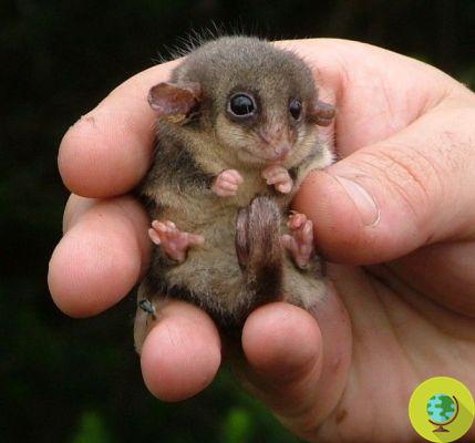 The mountain pygmy Opossum is at risk of extinction due to rising temperatures