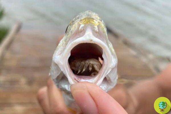 A língua deste peixe foi consumida e totalmente substituída por um parasita