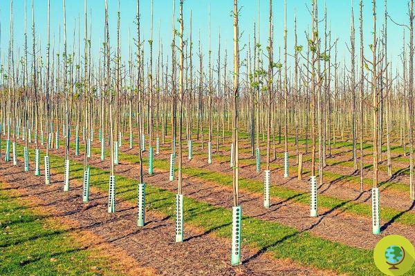 Chega de árvores “aprisionadas” em tubos de plástico, há alternativas para apoiar plantas jovens