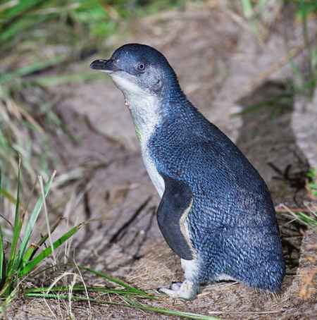 Pingüinos salvados de la extinción gracias a los perros pastores de la Maremma