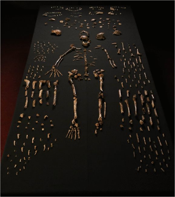 Un nuevo ancestro nuestro ha sido descubierto en África: se trata del Homo Naledi