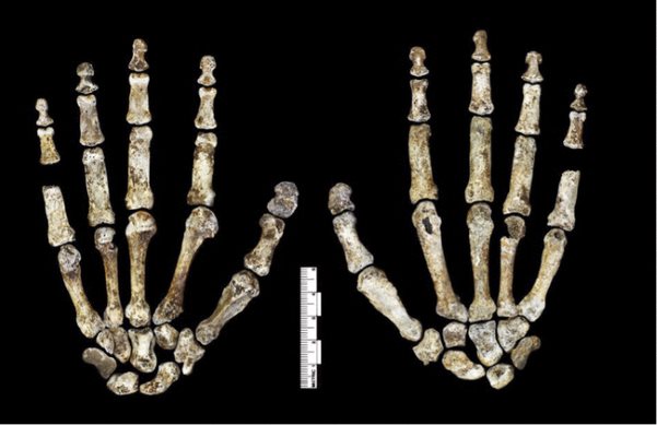 Un nuevo ancestro nuestro ha sido descubierto en África: se trata del Homo Naledi