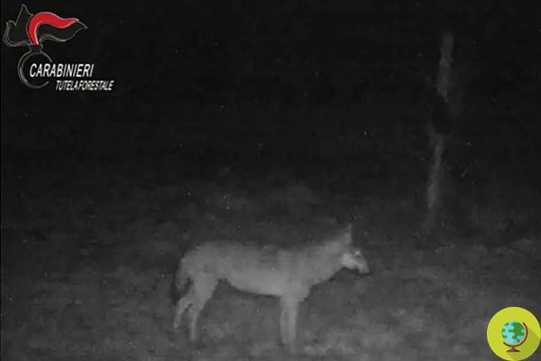 Un lobo fue avistado por primera vez en el Parque Regional Euganea Hills