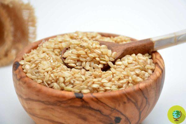 Diabetes: este tipo de arroz pode melhorar os níveis de açúcar no sangue em 16%