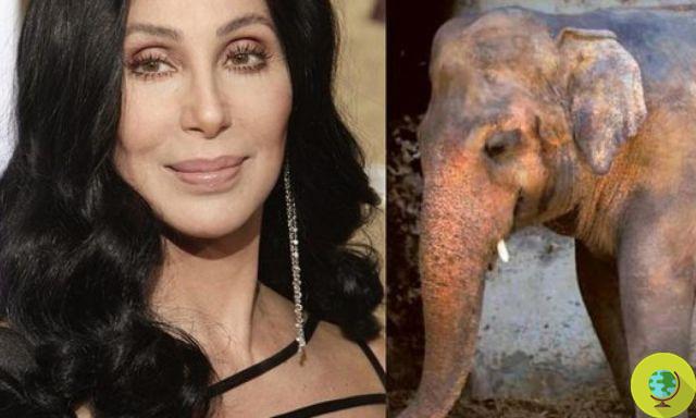 Le chanteur Cher pleure de joie : 