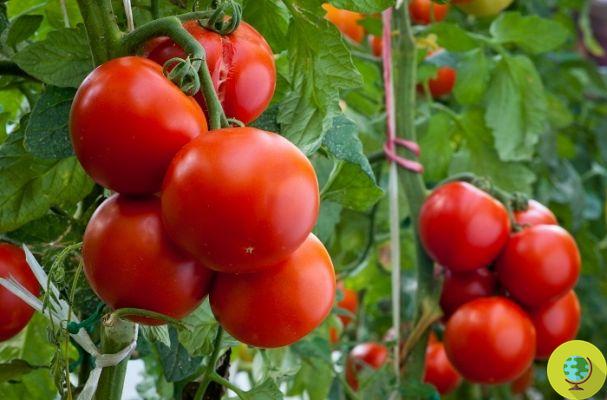 La importancia de elegir semillas de tomate