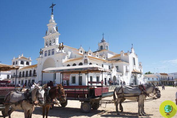 Sept chevaux sont morts de faim lors du pèlerinage du Rocío