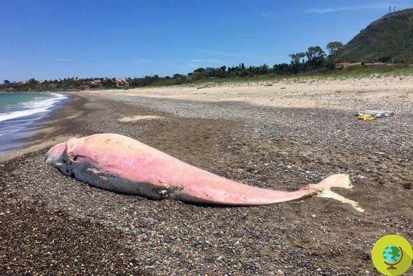 Cachalot rose échoué en Sicile : plastique dans le ventre et blessures d'un côté