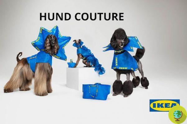 Ikea lança manuais para fazer capas de chuva DIY para cães com as icônicas bolsas azuis