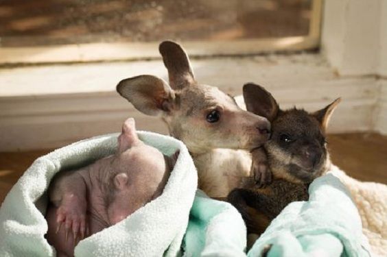 Three orphaned marsupial cubs become inseparable friends