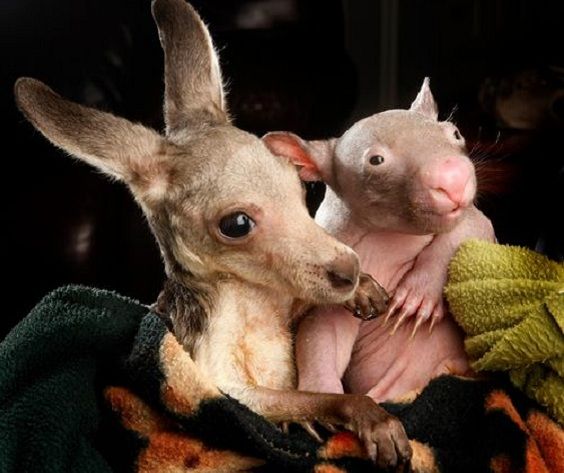 Three orphaned marsupial cubs become inseparable friends