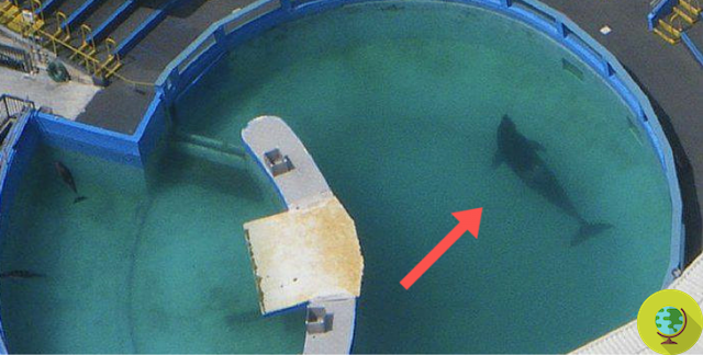 Lolita, the loneliest killer whale in the world turns 50, but there is nothing to celebrate, because she lacks freedom