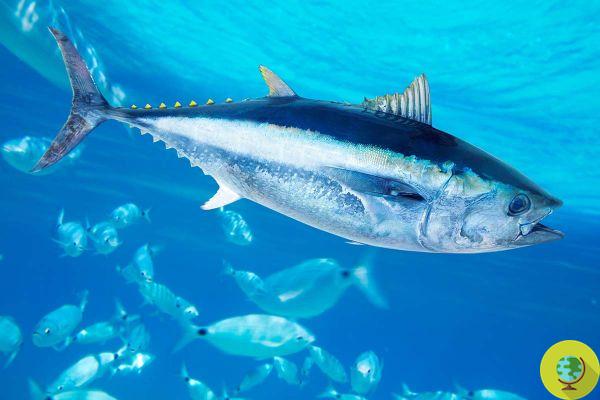 Some species of tuna are recovering but the sharks are facing extinction