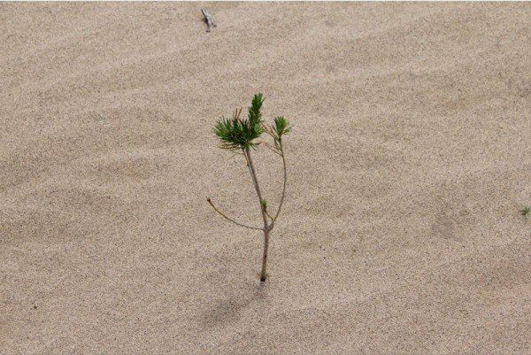 A mãe que planta milhões de árvores em memória do filho para impedir a desertificação (VÍDEO)