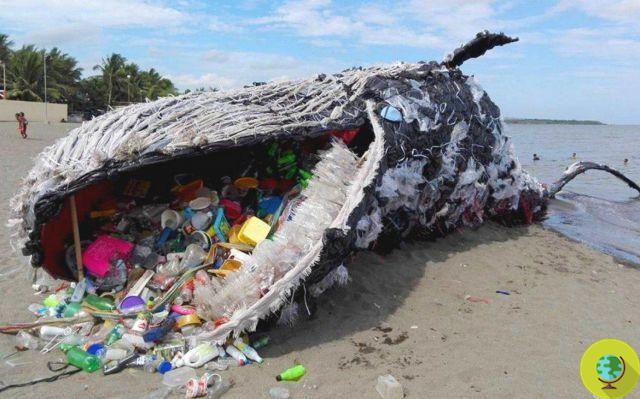 Baleia encalha na Malásia com vestígios de plástico no estômago