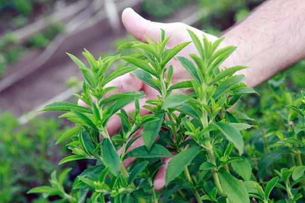 Stevia: the whole truth about natural sweetener