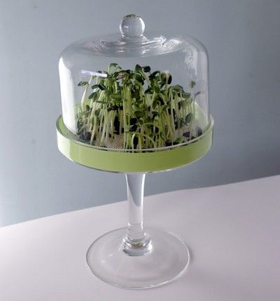 10 ideas for growing sprouts without buying a sprouter
